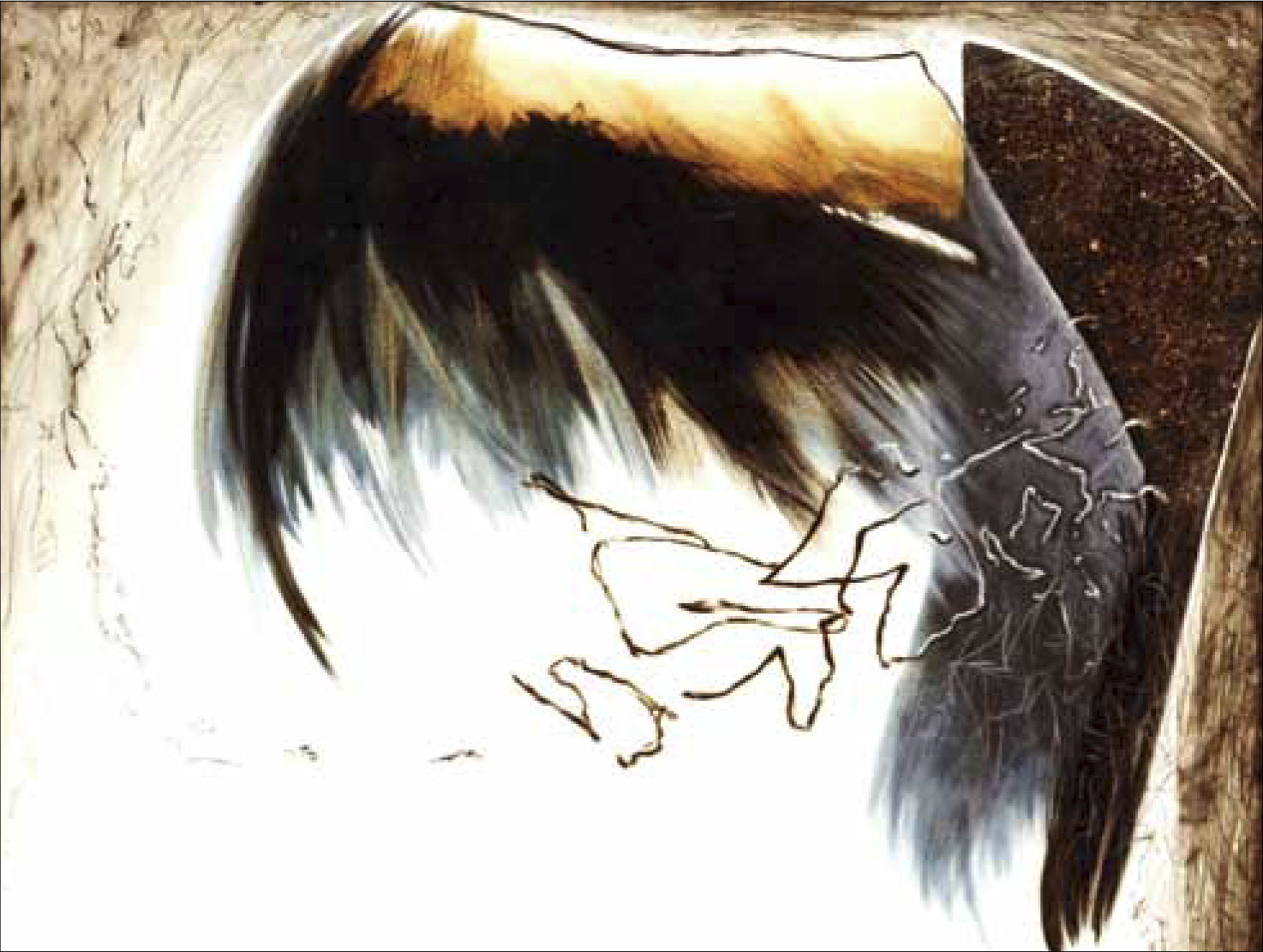 Plume d'ange